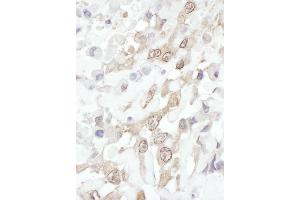 Immunohistochemistry (IHC) image for anti-ROC1 (AA 1-50) antibody (ABIN7454558) (ROC1 抗体  (AA 1-50))