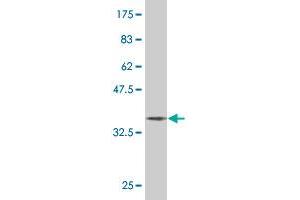 Western Blot detection against Immunogen (37. (ERF 抗体  (AA 181-290))