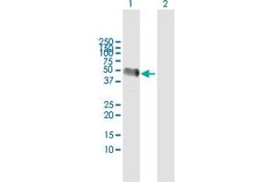Western Blot analysis of AHSG expression in transfected 293T cell line by AHSG MaxPab polyclonal antibody. (Fetuin A 抗体  (AA 1-367))