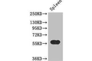 Western Blot Positive WB detected in: Mouse spleen tissue All lanes: KYNU antibody at 3. (KYNU 抗体  (AA 99-214))
