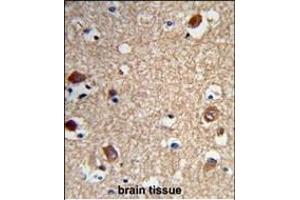 Formalin-fixed and paraffin-embedded human brain tissue reacted with ACTR5 Antibody (C-term), which was peroxidase-conjugated to the secondary antibody, followed by DAB staining. (ACTR5 抗体  (C-Term))