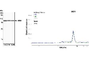 Western Blotting (WB) image for anti-Bromodomain Containing 9 (BRD9) (AA 547-597) antibody (ABIN7455162)