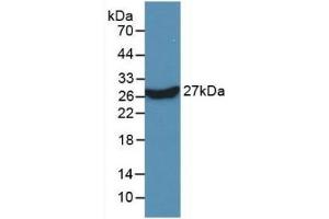 Western Blotting (WB) image for anti-Karyopherin alpha 2 (RAG Cohort 1, Importin alpha 1) (KPNA2) (AA 157-412) antibody (ABIN7427135)