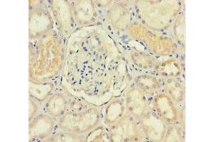 Immunohistochemistry of paraffin-embedded human kidney tissue using ABIN7156211 at dilution of 1:100 (IDO2 抗体  (AA 1-407))