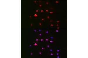 Immunofluorescence analysis of NIH/3T3 cells using GPS1 Rabbit pAb (ABIN6127934, ABIN6141361, ABIN6141362 and ABIN6222653) at dilution of 1:100 (40x lens).