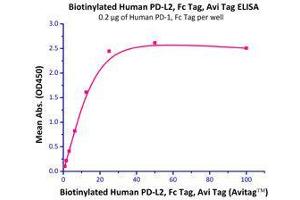 Immobilized Human PD-1, Fc Tag (HPLC-verified) (Cat# PD1-H5257) at 2μg/mL (100 µl/well),can bind Biotinylated Human PD-L2, Fc Tag (Cat# PD2-H82F6) with a linear of 0. (PDCD1LG2 Protein (AA 20-219) (Fc Tag,AVI tag,Biotin))