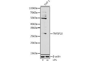 Western blot analysis of extracts of THP-1 cells, using (ABIN3023014, ABIN3023015, ABIN3023016 and ABIN6219347) at 1:1000 dilution. (TRAIL 抗体  (AA 39-250))