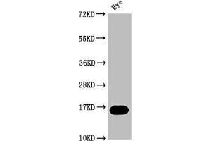 Western Blot Positive WB detected in: Zebrafish eye tissue All lanes: mturn at 1:2000 Secondary Goat polyclonal to rabbit IgG at 1/50000 dilution Predicted band size: 16 kDa Observed band size: 16 kDa (C7ORF41 抗体  (AA 1-133))