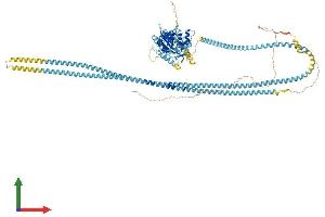 Protein Structure (PS) image for Kinesin Family Member 11 (KIF11) (AA 1-1052) protein (His tag) (ABIN7564100)