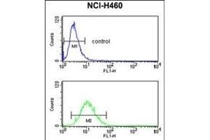 SLC25A17 Antibody (N-term) (ABIN653119 and ABIN2842701) flow cytometry analysis of NCI- cells (bottom histogram) compared to a negative control cell (top histogram). (SLC25A17 抗体  (N-Term))