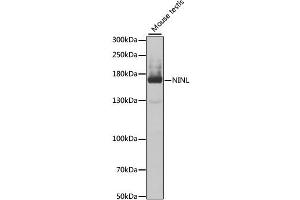 Western blot analysis of extracts of mouse testis, using NINL antibody (ABIN2564146) at 1:1000 dilution. (NINL 抗体)