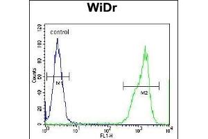 RT4I1 Antibody (C-term) (ABIN654729 and ABIN2844417) flow cytometric analysis of WiDr cells (right histogram) compared to a negative control cell (left histogram). (RTN4IP1 抗体  (C-Term))