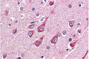 ABIN190863 (5µg/ml) staining of paraffin embedded Human Cortex. (OGT 抗体  (Internal Region))