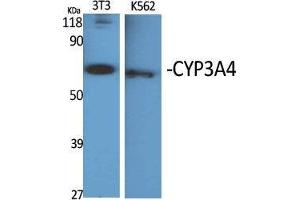 Western Blot (WB) analysis of specific cells using CYP3A4 Polyclonal Antibody. (CYP3A4 抗体  (Internal Region))