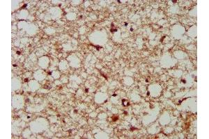 IHC image of ABIN7157906 diluted at 1:300 and staining in paraffin-embedded human brain tissue performed on a Leica BondTM system. (LANCL2 抗体  (AA 2-106))