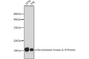 Western blot analysis of extracts of Recombinant Human IL-8 Protein(RP00052), using IL8 antibody (ABIN6133778, ABIN6142413, ABIN6142414 and ABIN6216085) at 1:1000 dilution. (IL-8 抗体  (AA 1-99))