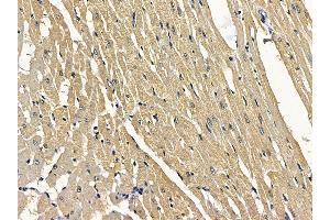 ABIN7097159 and ABIN7101227 at 1/100 staining rat heart tissue by IHC-P. (MSTO1 抗体)