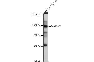 Western blot analysis of extracts of Mouse thymus, using MK11 antibody (ABIN7268648) at 1:1000 dilution. (MAP3K11 抗体  (AA 140-260))