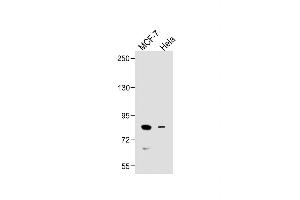 Western Blotting (WB) image for anti-SMAD Specific E3 Ubiquitin Protein Ligase 1 (SMURF1) (AA 711-740), (C-Term) antibody (ABIN388829)