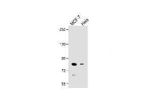 All lanes : Anti-SMURF1 Antibody (C-term) at 1:500 dilution Lane 1: MCF-7 whole cell lysate Lane 2: Hela whole cell lysate Lysates/proteins at 20 μg per lane. (SMURF1 抗体  (C-Term))