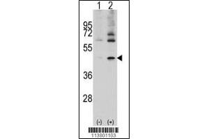 Western blot analysis of ACTB/ACTC using rabbit polyclonal ACTB/ACTC Antibody. (Actin 抗体  (AA 189-218))