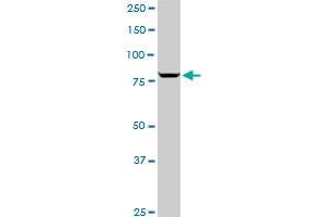Western Blotting (WB) image for anti-Sp1 Transcription Factor (SP1) (AA 522-618) antibody (ABIN520396)