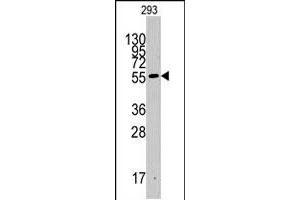 Western blot analysis of IDO1 polyclonal antibody  in 293 cell line lysates (35 ug/lane). (IDO1 抗体  (C-Term))