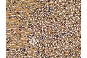 ABIN7095999 and ABIN7100061 at 1/100 staining mouse kidney tissue by IHC-P.