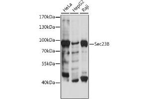 Western blot analysis of extracts of various cell lines, using Sec23B antibody (ABIN7270169) at 1:500 dilution. (Sec23 Homolog B 抗体  (AA 150-250))