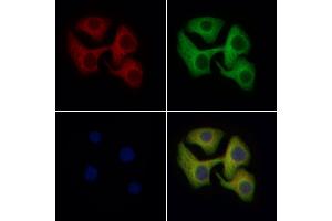 ABIN6262549 and ABIN6276945 staining Hela cells by IF/ICC.