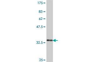 Western Blot detection against Immunogen (38. (RPL8 抗体  (AA 148-257))