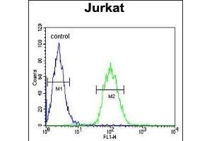 ALAD Antibody (C-term) (ABIN390809 and ABIN2841046) flow cytometric analysis of Jurkat cells (right histogram) compared to a negative control cell (left histogram). (ALAD 抗体  (C-Term))