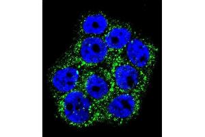 Confocal immunofluorescent analysis of GLO1 Antibody (N-term) (ABIN390591 and ABIN2840910) with WiDr cell followed by Alexa Fluor 488-conjugated goat anti-rabbit lgG (green). (GLO1 抗体  (N-Term))