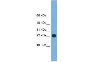 Western Blotting (WB) image for anti-Processing of Precursor 5, Ribonuclease P/MRP Subunit (POP5) (Middle Region) antibody (ABIN2786895)