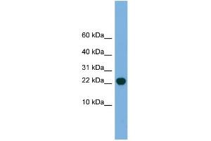 WB Suggested Anti-POP5 Antibody Titration: 0.