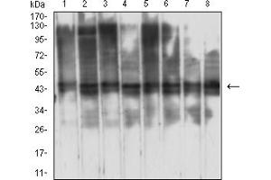 Western blot analysis using RBBP7 mouse mAb against Jurkat (1), HepG2 (2), F9 (3), C6 (4), LNCAP (5), HL-60 (6), Hela (7), and SH-SY5Y (8) cell lysate. (RBBP7 抗体  (AA 1-200))