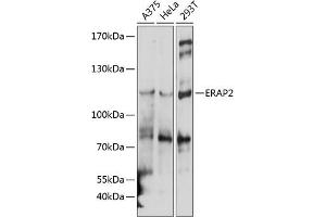 Western blot analysis of extracts of various cell lines, using ER antibody  at 1:1000 dilution. (ERAP2 抗体  (AA 1-170))