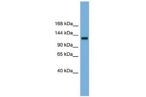 RASGRF1 抗体  (Middle Region)