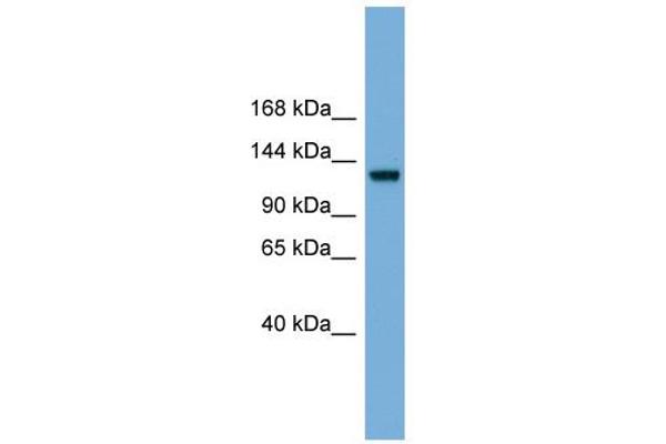 RASGRF1 抗体  (Middle Region)