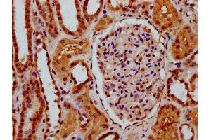 IHC image of ABIN7169748 diluted at 1:600 and staining in paraffin-embedded human kidney tissue performed on a Leica BondTM system. (SSBP3 抗体  (AA 185-321))