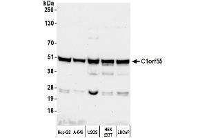 Western Blotting (WB) image for anti-Chromosome 1 Open Reading Frame 55 (C1orf55) (AA 350-400) antibody (ABIN7453515) (C1orf55 抗体  (AA 350-400))
