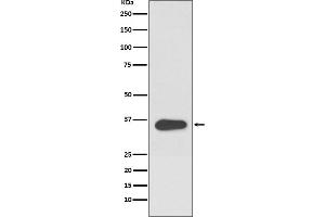 Western blot analysis of ATF1 expression in Hela cell lysate.