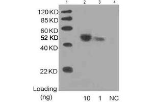 Lane 1: MarkerLane 2: 10 ng Multiple Tag Cell Lysate fusion protein (ABIN1536505) Lane 3: 1 ng Multiple Tag Cell Lysate fusion protein (ABIN1536505) Lane 4: Negative controlDetect antibody: 1 µg/mL Anti-His [HRP] Monoclonal Antibody (ABIN387701) (His Tag 抗体  (HRP))