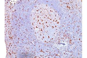 Formalin-fixed, paraffin-embedded human Tonsil stained with CD68 Mouse Monoclonal Antibody (SPM130). (CD68 抗体)