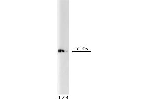 Western Blotting (WB) image for anti-Eukaryotic Translation Initiation Factor 5A (EIF5A) (AA 58-154) antibody (ABIN968707) (EIF5A 抗体  (AA 58-154))