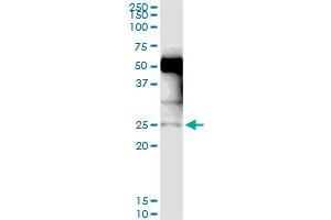 Immunoprecipitation of NXNL1 transfected lysate using anti-NXNL1 MaxPab rabbit polyclonal antibody and Protein A Magnetic Bead , and immunoblotted with NXNL1 purified MaxPab mouse polyclonal antibody (B01P) . (NXNL1 抗体  (AA 1-212))