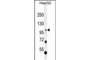 Western blot analysis in HepG2 cell line lysates (35ug/lane). (COL21A1 抗体  (N-Term))