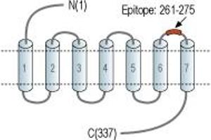 Representative domain view of the target of ABIN7884907.