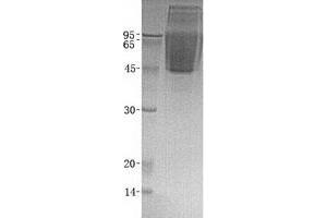 Validation with Western Blot (CX3CL1 蛋白)