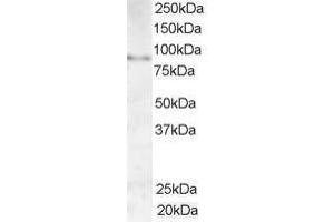 Image no. 1 for anti-A Kinase (PRKA) Anchor Protein 3 (AKAP3) (AA 841-853) antibody (ABIN295955) (AKAP3 抗体  (AA 841-853))